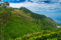 James Taylor's Tea Story Tour from Kandy 4