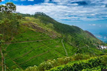 James Taylors Tea Story Tour from Kandy