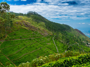 James Taylor's Tea Estate Tour in Kandy, Sri Lanka