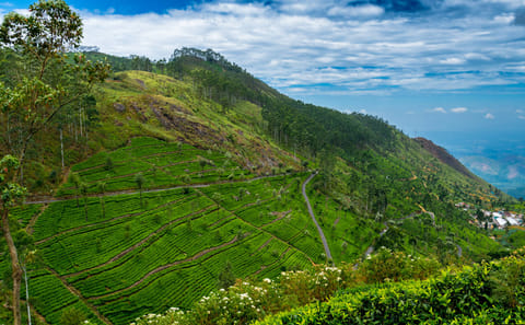 James Taylor's Tea Estate Tour in Kandy, Sri Lanka