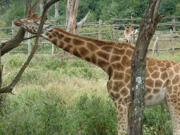 Roschild giraffe mother with Calf.