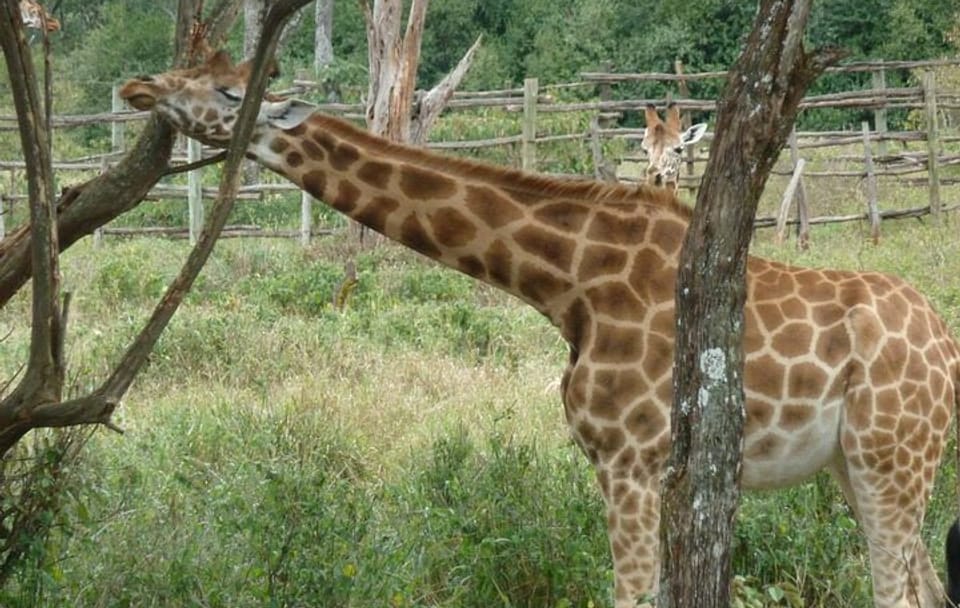 Day Tour Giraffe Center, Karen blixen and Lunch at Carnivore