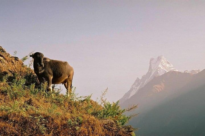 19 Days Mera Peak Climbing & Expedition – One Life-Changing Himalayan Adventure