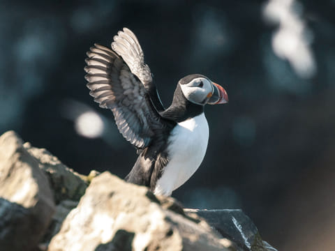 Whales and Puffins