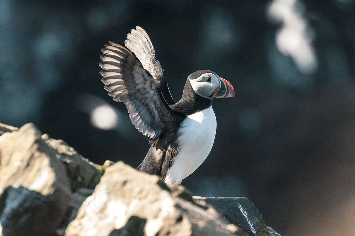 Puffins & Whales in Húsavík, Iceland