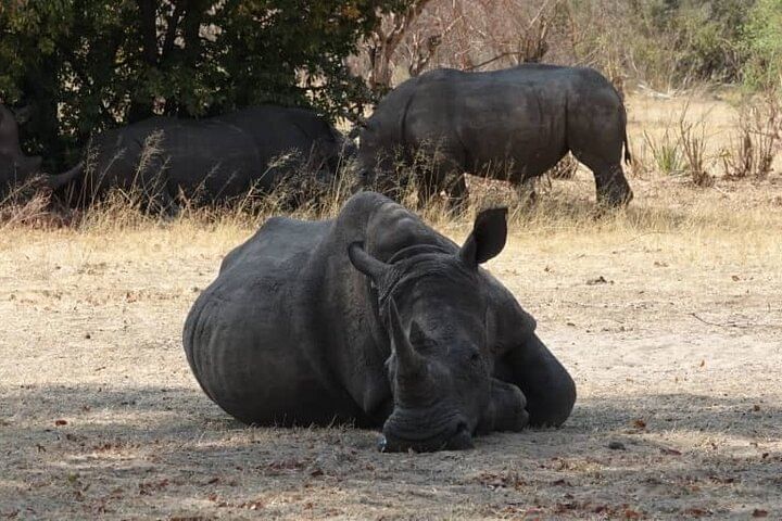 Exclusive Game Drive & White Rhino Safari in Livingstone Zambia