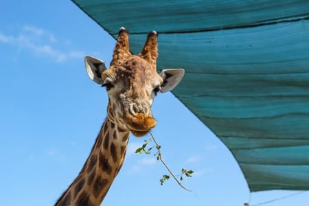 Giraffe Conservation and Kibera Cultural Experience in Nairobi