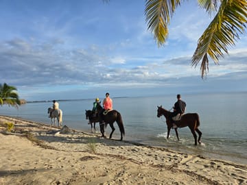 Scenic horse ride along Placencia shore