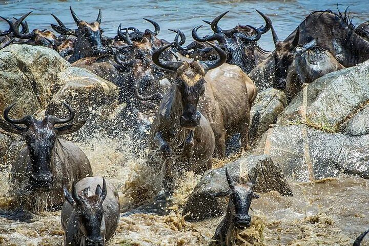 Maasai Mara Wildebeest Migration Safari: Game Drives & River Crossings