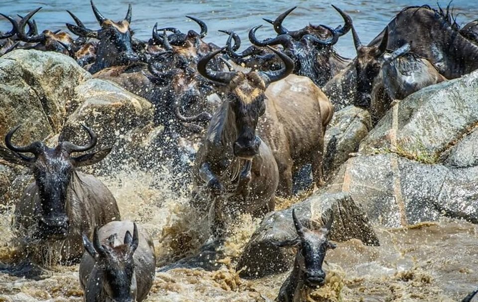 Maasai Mara Wildebeest Migration Lodge Safari 4 Days