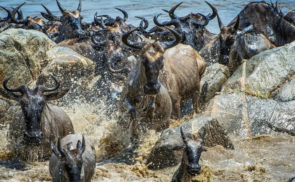 Four-Day Maasai Mara Wildebeest Migration Safari Tour