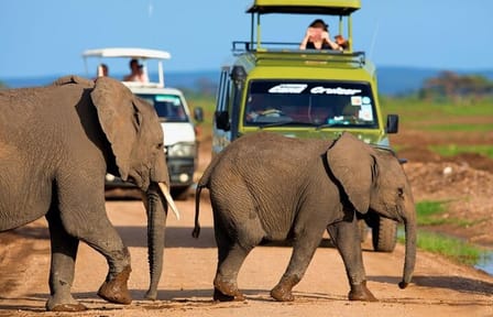Amboseli National Park Full Day Guided Tour