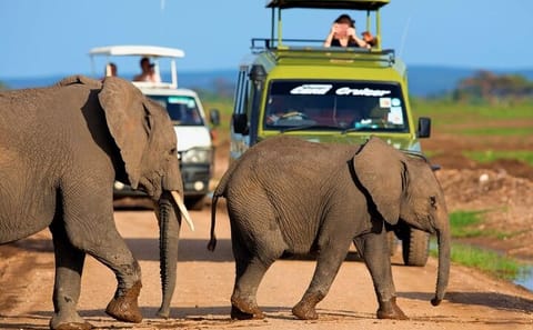 Full Day Guided Tour of Amboseli National Park from Nairobi
