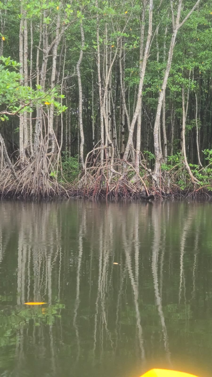 Tall mangroves in the Placencia lagoon
