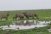 Plains zebras of Nairobi