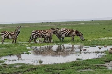 Guided Private 4×4 Jeep Nairobi National Park Safari-Free WI-FI