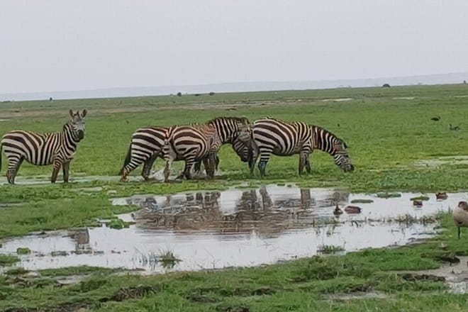 Plains zebras of Nairobi