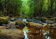 From Colombo: Sinharaja Trekking Day Tour 4