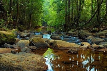 Sinharaja Rainforest Trekking Day Tour from Colombo