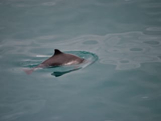 Reykjavík Whales & Buggy, photo 6