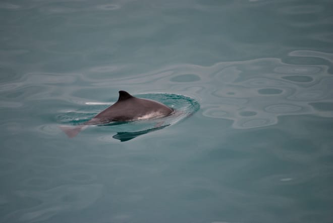 Reykjavík Whales & Buggy photo 6