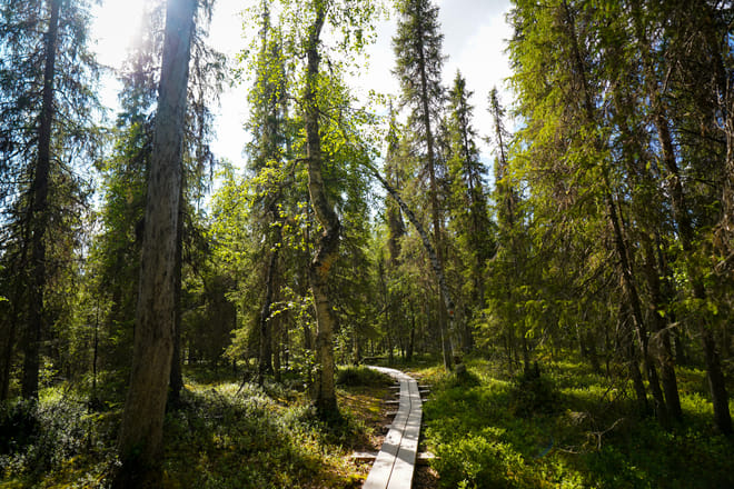 Peaceful Taiga forest in Lapland