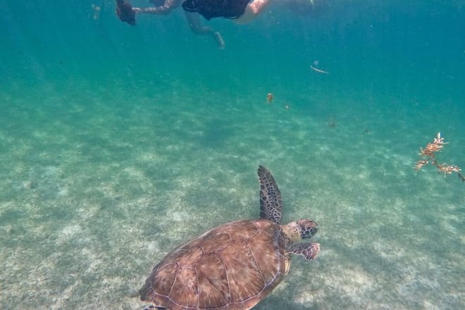 Santuario de tortugas Akumal Snorkel Experiencia marina