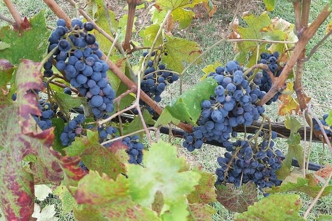 Half-Day Chianti Classico Tour with San Gimignano - Photo 1