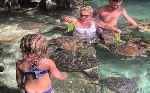 Swim and Snorkel with Turtles at Baraka Aquarium, Nungwi