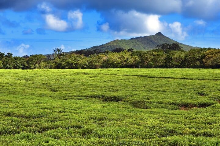 Bois Cheri Tea Plantation