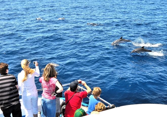 Avistamiento de cetáceos a bordo del Spirit of the Sea (sin servicio de traslados, salidas desde Puerto Rico)