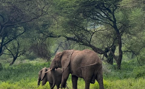 10-Day Exclusive Journey and Adventure in Tanzania