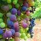 Cafayate Wine Route Day Tour