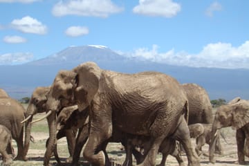 5-Day Safari Tour of Amboseli and Tsavo National Parks
