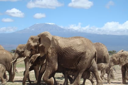 5-Day Safari Tour of Amboseli and Tsavo National Parks