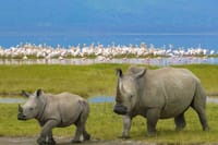 rhinos at lake nakuru