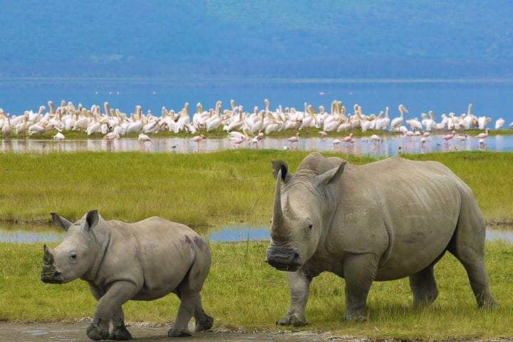 rhinos at lake nakuru