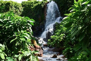 Nairobi Coffee Farm Tour: Explore Coffee Cultivation in Kenya