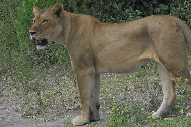 Lions