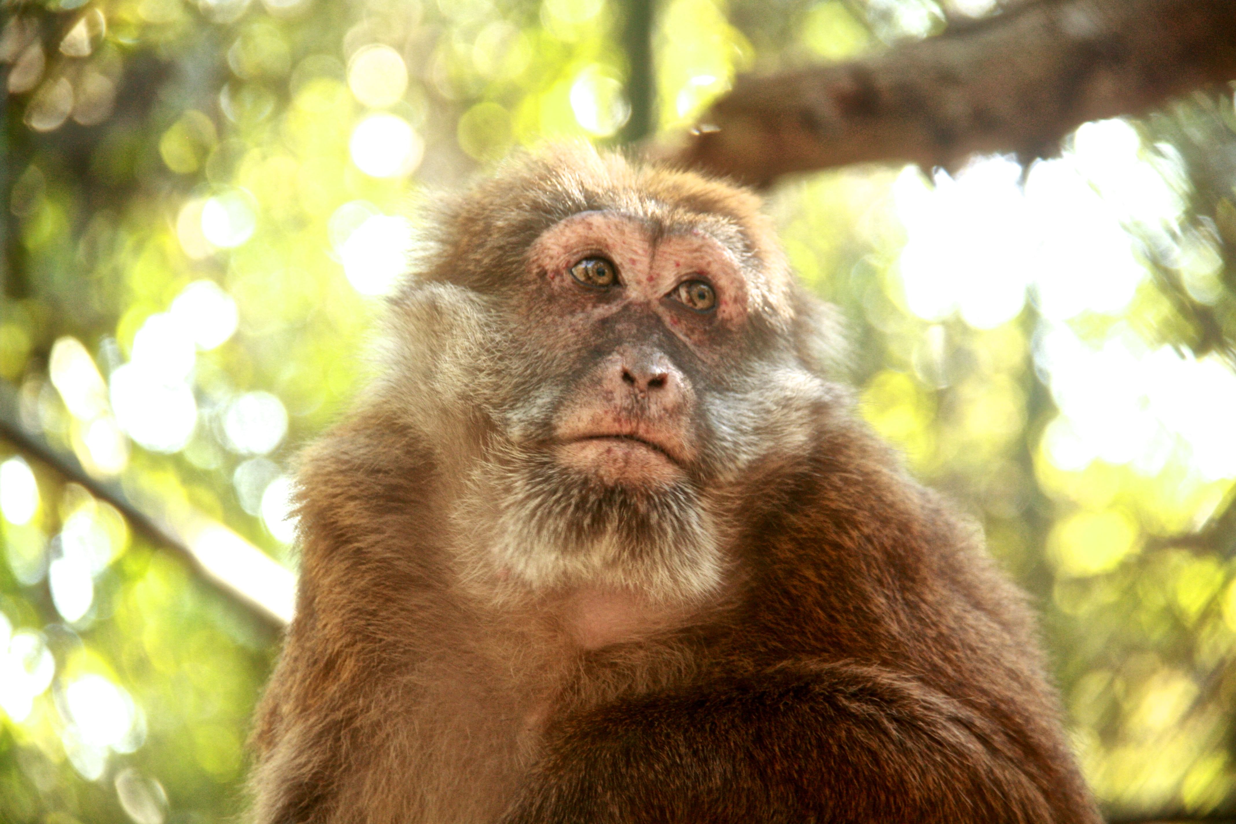 Pickup Bangkok (My Phuket): Wildlife Friends Foundation Thailand Full-Day Visit