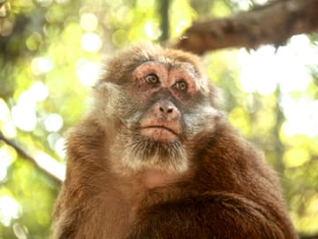 Pickup Bangkok (My Phuket): Wildlife Friends Foundation Thailand Full-Day Visit