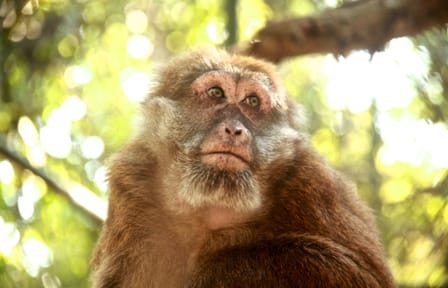 Hua Hin: Wildlife Friends Foundation Thailand Full-Day Visit