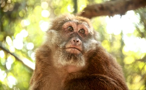 Pickup Bangkok (My Phuket): Wildlife Friends Foundation Thailand Full-Day Visit