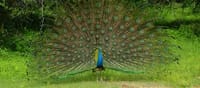 3 Days National Park Safari Trail  7