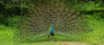 3 Days National Park Safari Trail  7