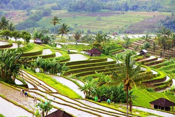 Explore Hidden Waterfall and UNESCO Rice Terraces in Bali