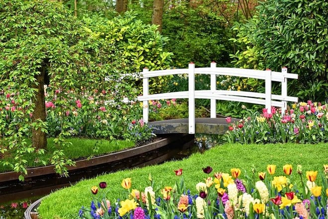 Private Half-Day Trip From Amsterdam to The Tulip Fields in Keukenhof photo 5