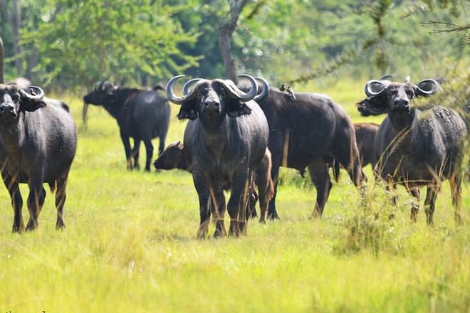 7-Day Lake Mburo Wildlife Experience photo 3