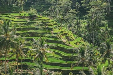 Private Cultural Tour of Ubud and Sacred Monkey Forest