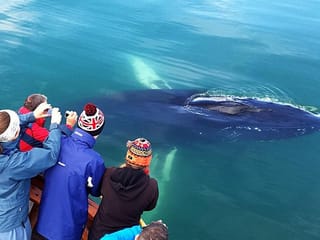 A posing humpback